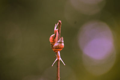 Close-up of plant