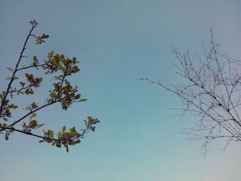 Low angle view of tree against clear blue sky