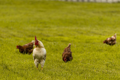 Rooster and chicken on green gras 