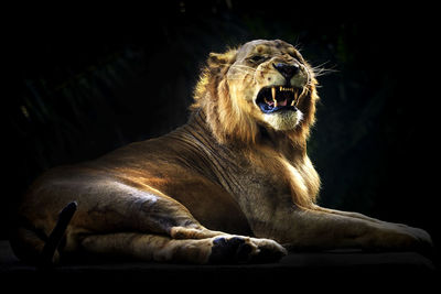 Lion roaring while sitting against black background