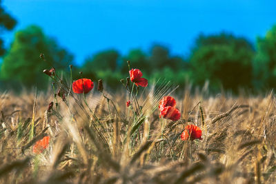 Close-up of red poppy flowers on field against sky