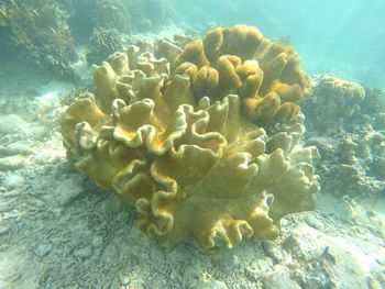 Close-up of coral in sea