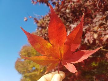 Close-up of maple leaves on plant