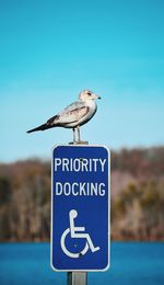 Seagull perching on a sign