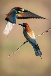 Close-up of bird flying
