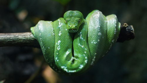 Close-up of green leaves