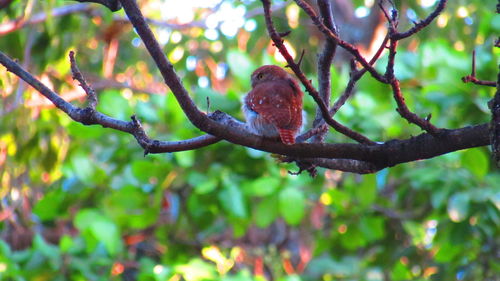 Low angle view of bird perching on branch