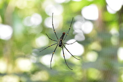 Close-up of spider on web