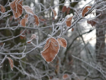 Close-up of frozen tree during winter
