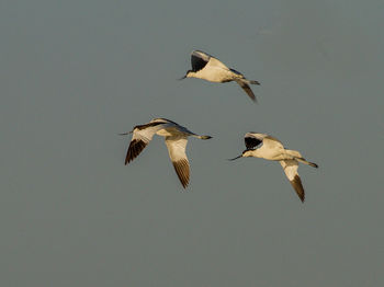 Low angle view of bird flying
