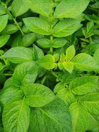 Full frame shot of green leaves