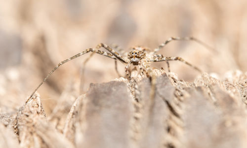 close-up