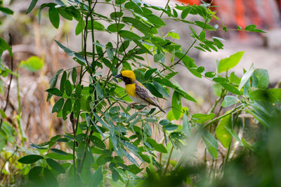 Bird perching on tree