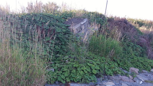 High angle view of lizard on tree