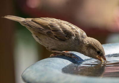 Sipping from the fountain