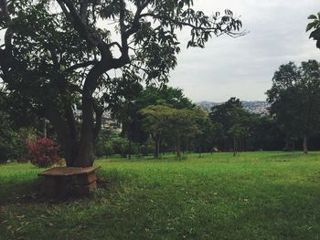 Trees on field against sky