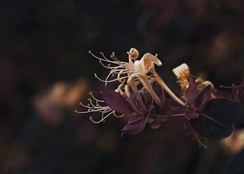 Close-up of flowering plant