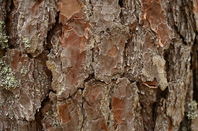 Full frame shot of tree trunk