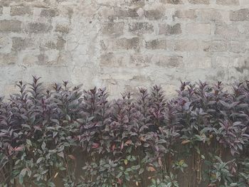 Flowers blooming on plant