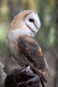 Close-up of owl perching outdoors