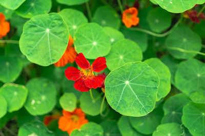 High angle view of red flowering plant