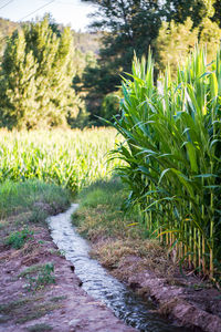 Plants growing in field