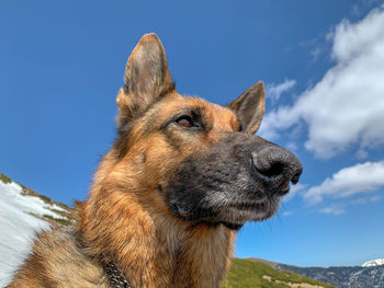 Close-up of a dog looking away