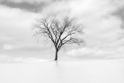 Bare tree on landscape against the sky