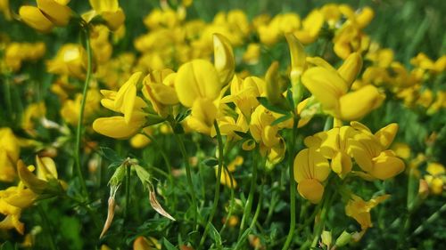 Close-up of yellow flowers blooming in field