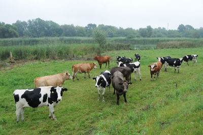 Cows on field