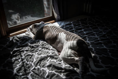 Dog sleeping on bed at home