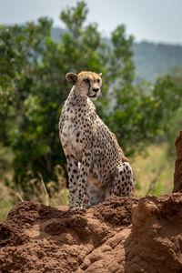 Close-up of cheetah sitting on rock