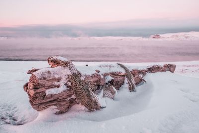 Driftwood on snow covered land by sea against sky during sunset