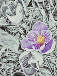 Close-up of purple flowers blooming outdoors