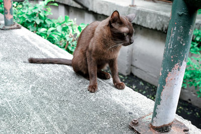 A cat's sitting on the bridge.