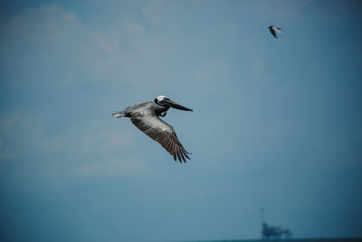 Low angle view of bird flying