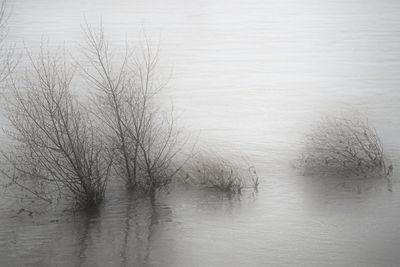 Reflection of trees in water