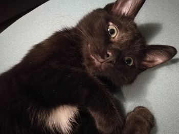 Close-up portrait of kitten at home