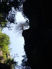 Low angle view of silhouette trees against sky