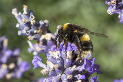 Close-up of bee pollinating on lavender