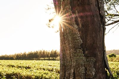 Close-up of tree trunk on field against sky