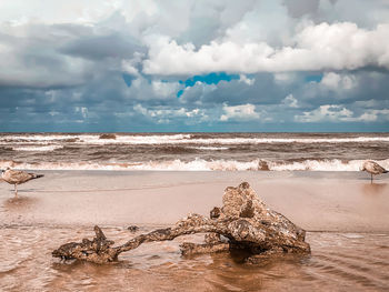 Driftwood on beach against sky