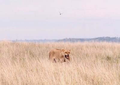 View of a cat on field