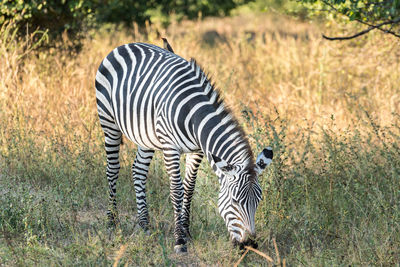 Zebras grazing on  field