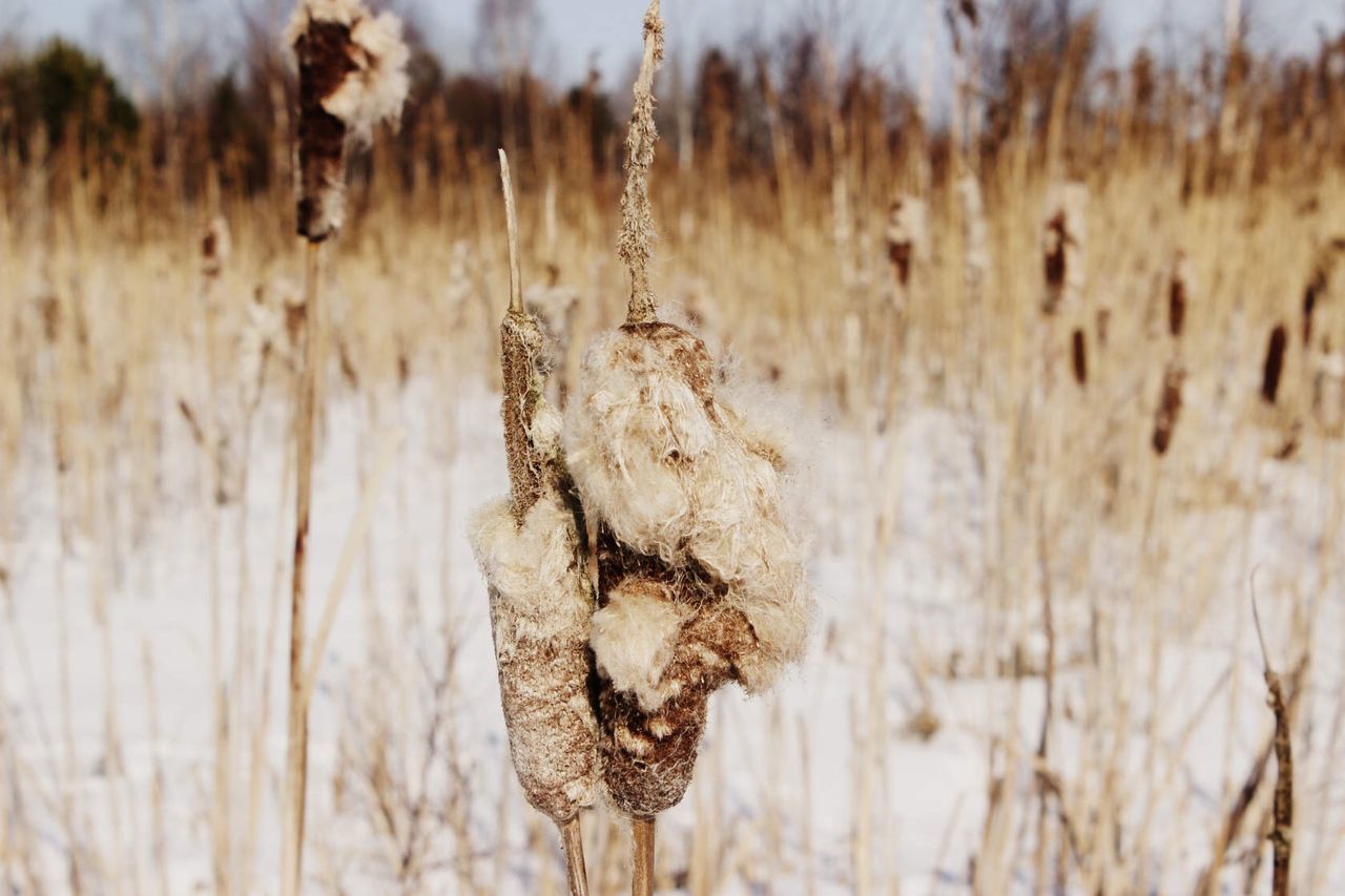 plant, focus on foreground, nature, dry, no people, day, wildlife, land, field, winter, dried plant, close-up, tranquility, growth, wood, dead plant, outdoors, beauty in nature, tree, brown, grass, landscape, cold temperature