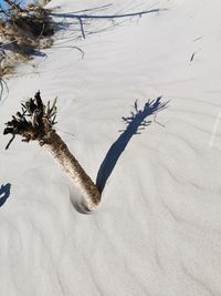 High angle view of driftwood on sand