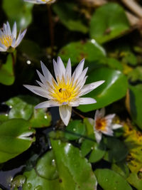 Close-up of water lily in pond