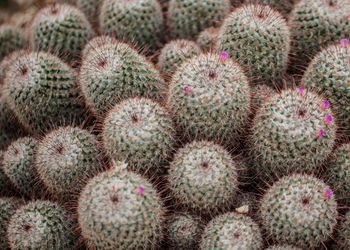 Full frame shot of cactus growing on field