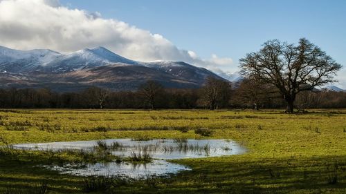 Field with a tree on a background of mountains