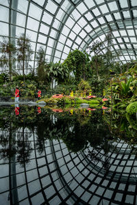 View of potted plants in greenhouse